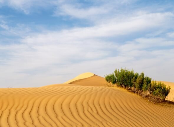 desert-landscape-with-sand-dunes-and-green-grass-b-2023-11-27-05-36-01-utc